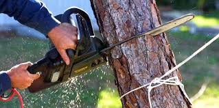 Best Fruit Tree Pruning  in Fairfield Plantation, GA